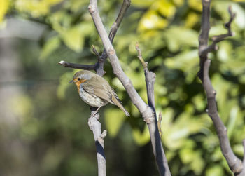 Close-up of bird perching on tree