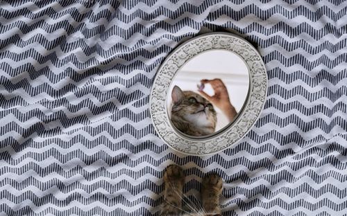 Cropped hand showing food to cat while reflecting on mirror