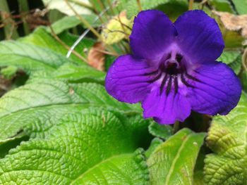 Close-up of purple flowers