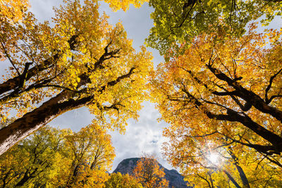 Low angle view of autumnal trees against sky