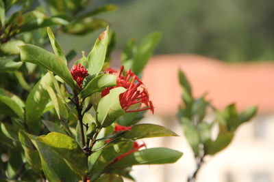 Close-up of red flowering plant