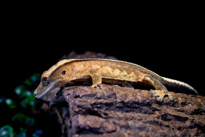 Close-up of lizard on rock