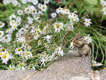 View of white flowers on plant