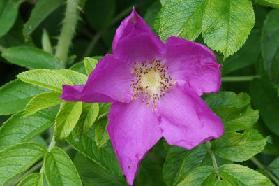 Close-up of pink flower