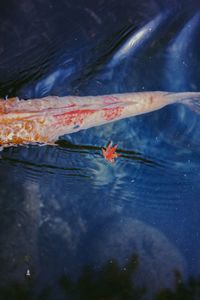 High angle view of koi carps swimming in sea