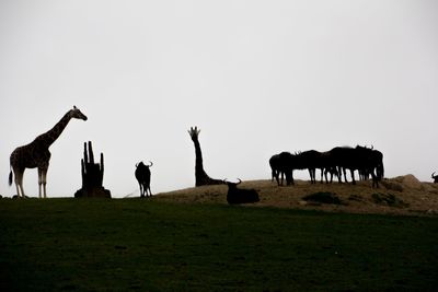 Horses standing in a field