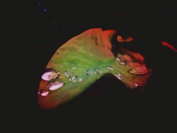 Close-up of water drops on leaf