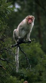 Monkey sitting on tree in forest