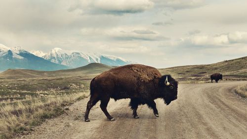 Horses on snowcapped mountain against sky