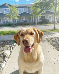 Close-up portrait of dog