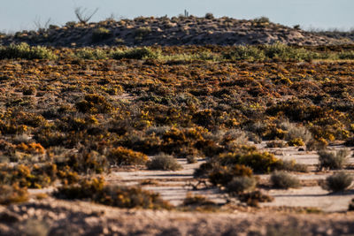 Surface level of dirt road on field against sky