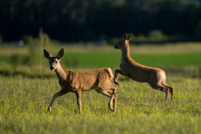 Deer in a field