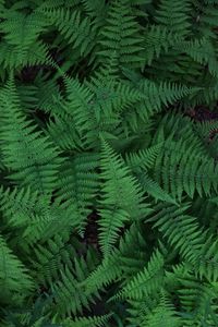 Full frame shot of fern leaves in forest