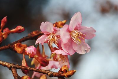 Close-up of pink cherry blossom tree