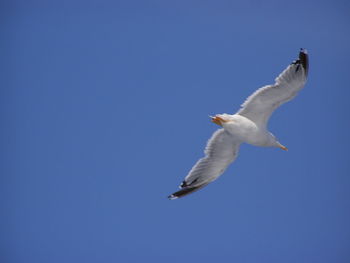 Low angle view of seagull flying against clear blue sky