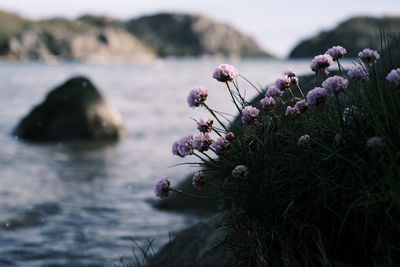 Close-up of pink flowering plant in sea