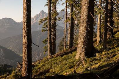 Evening light shines in forest in the alps with  mountains range of dachstein in the background.