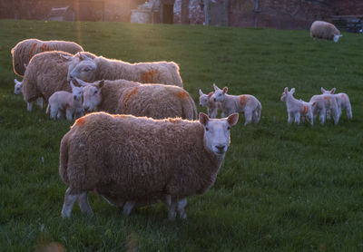 Ewes with their