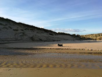 Scottish terrier walking on brora beach