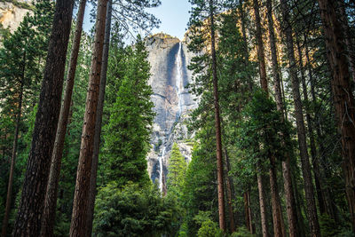 Panoramic shot of trees in forest