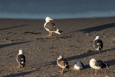 Seagulls on beach
