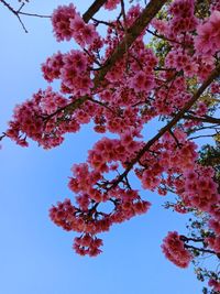 Low angle view of cherry blossoms in spring