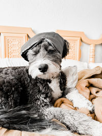 Close-up of dog wearing sleep mask