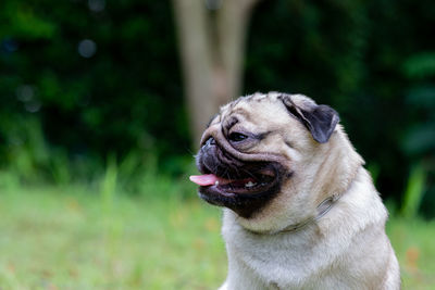 Close-up of a dog on field