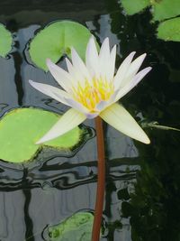 Close-up of lotus water lily