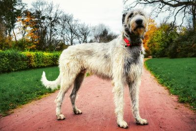 Dog in park against sky