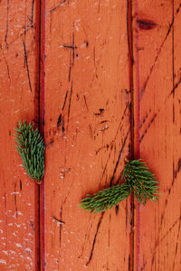 Close-up of plant on wooden wall