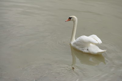 Swan swimming in lake