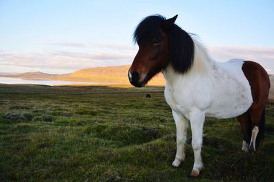 Horse standing on field