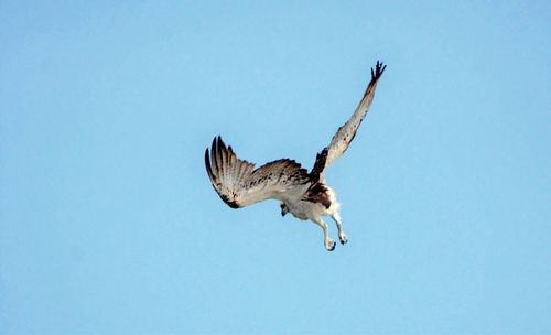 Low angle view of eagle flying in sky