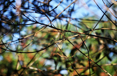 Low angle view of plants against sky