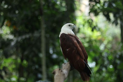 Close-up of bird perching on branch
