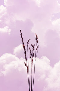 Low angle view of plant against sky