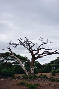 Bare tree against sky