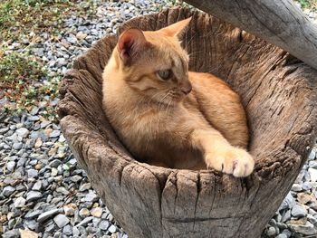 Close-up of a cat on tree trunk