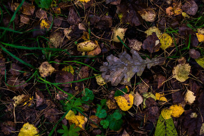 High angle view of autumn leaves