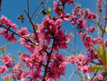 Low angle view of pink cherry blossoms in spring