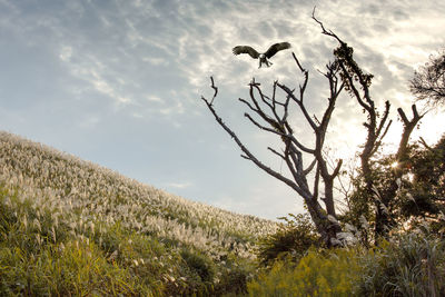 Low angle view of trees on field against sky