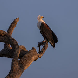 Low angle view of eagle perching on branch against sky