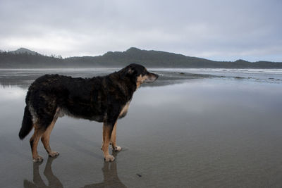 Dog standing on beach