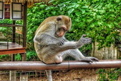 Close-up of monkey on tree