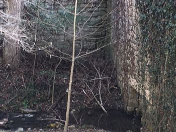 Close-up of bare tree in forest