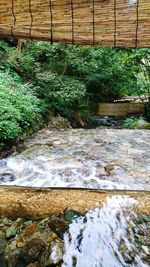 Scenic view of river flowing in forest