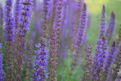 Close-up of purple lavender flowers on field