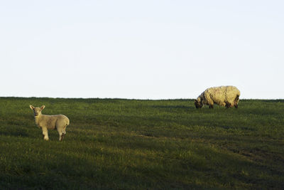 Sheep grazing on field against clear sky