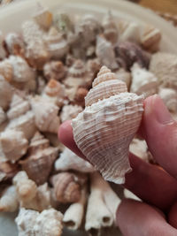 Holding a conch, lots of conch, background of conch